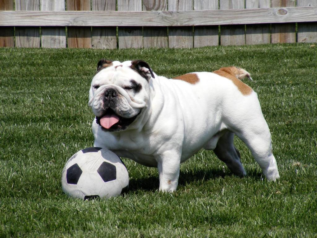 bullie with soccer ball