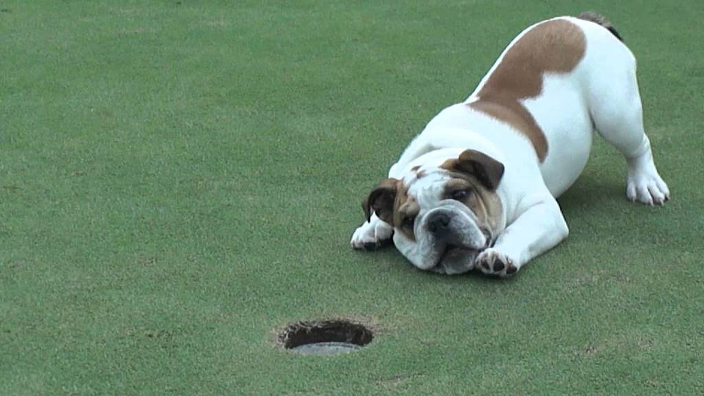 bullie looking at golf ball hole