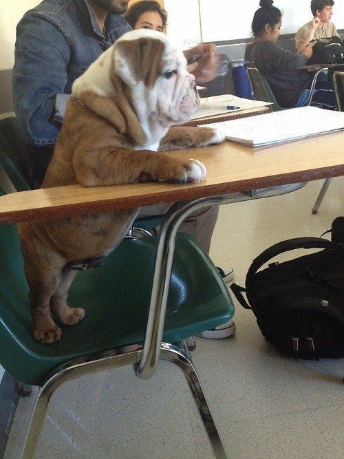 bullie at student desk