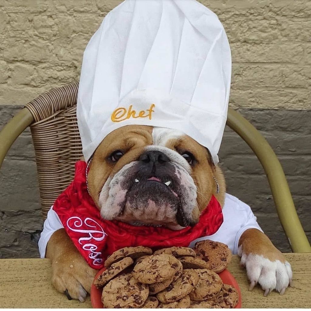 bullie in chef's hat with cookies