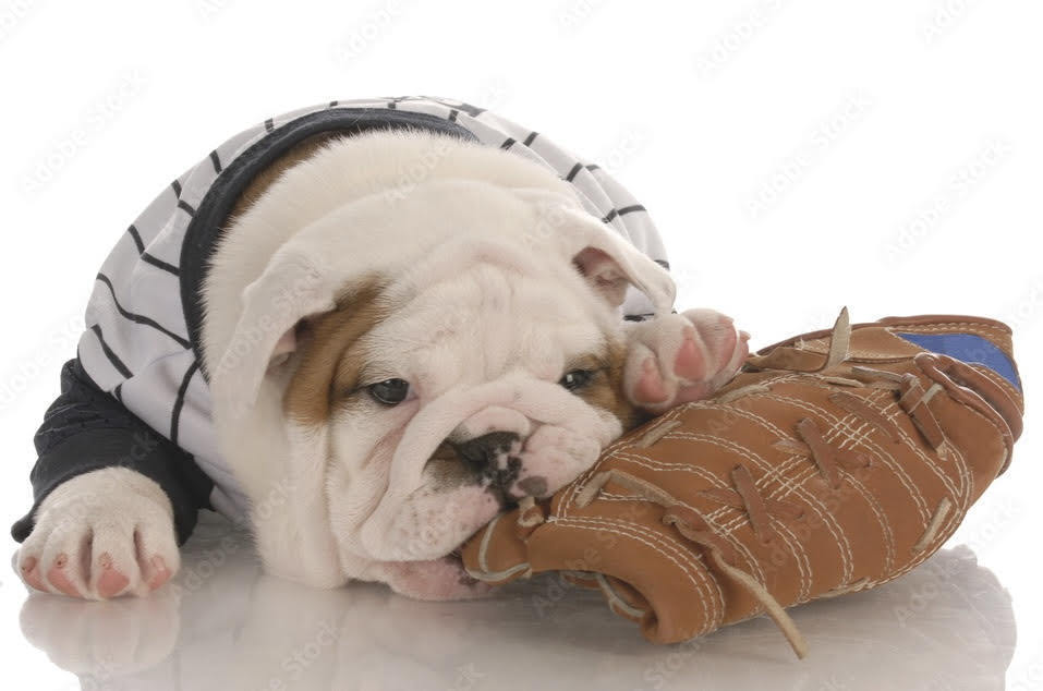 baby bullie with baseball glove