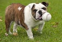 bullie with baseball in mouth